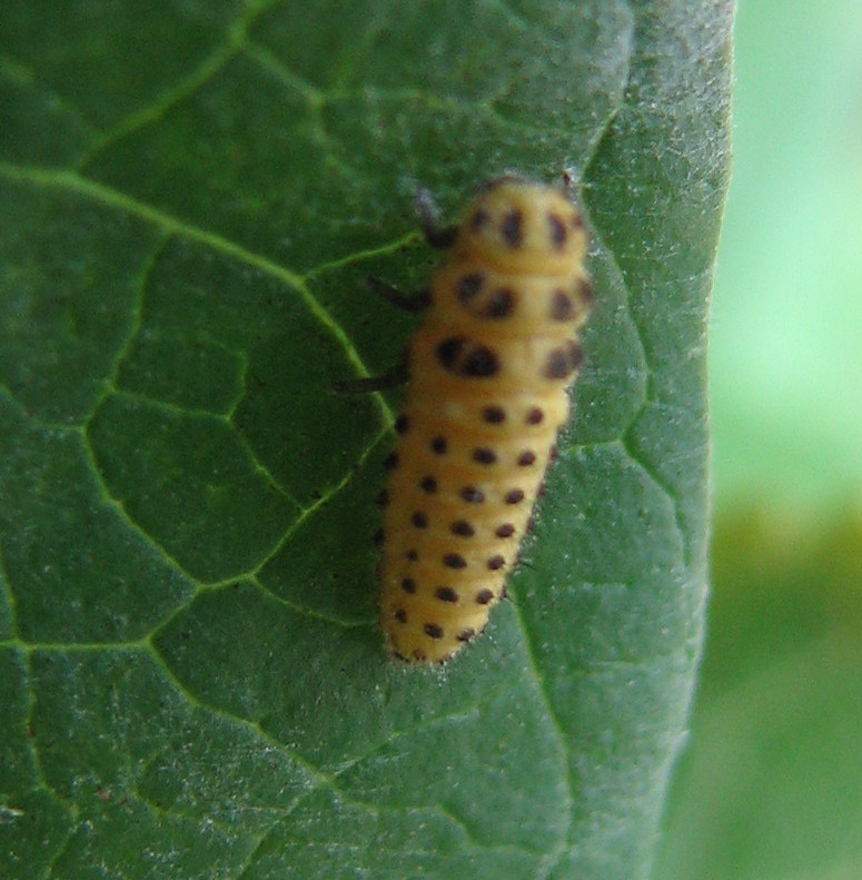 larva di un coccinellide